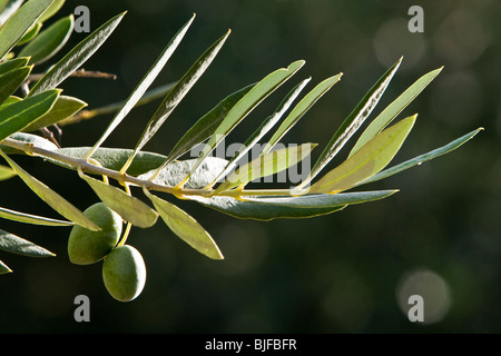 Il ramo delle olive Foto Stock