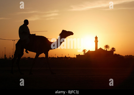 Driver di cammello nel deserto al tramonto, Dubai, Emirati Arabi Uniti Foto Stock