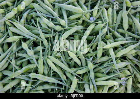 Baccelli di semi di ravanello Daikon " Raphanus sativus' , raccolte/ Foto Stock