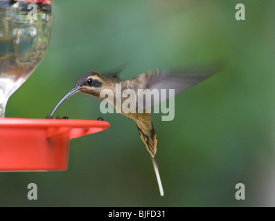 Eremita Long-Billed Phaethornis superciliosus Panama Foto Stock