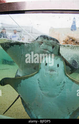 Alimentazione Bat raggi, l'Aquarium del Pacifico, Long Beach, nella contea di Los Angeles, California, Stati Uniti d'America Foto Stock