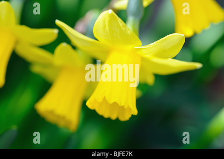 Nano giallo tromba narcisi con piccoli petali bianchi suggerimenti Foto Stock