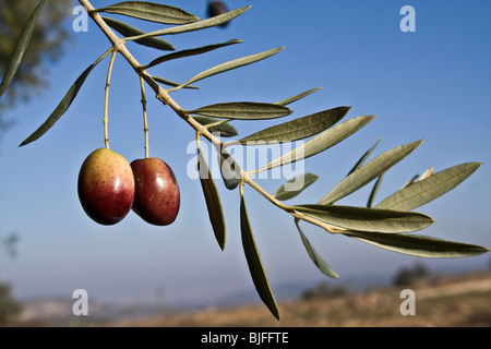 Il ramo delle olive Foto Stock