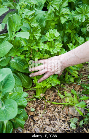 Yvonne Savio offre master di formazione giardiniere a UC di Dilazione Cooperativa di massa comune programma di giardino Foto Stock