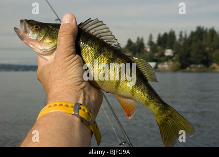 Pesce persico di pesca sul lago Washington nella baia di Juanita, Kirkland, Washington vicino Seattle. Foto Stock