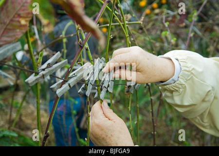 Yvonne Savio offre master di formazione giardiniere a UC di Dilazione Cooperativa di massa comune programma di giardino Foto Stock