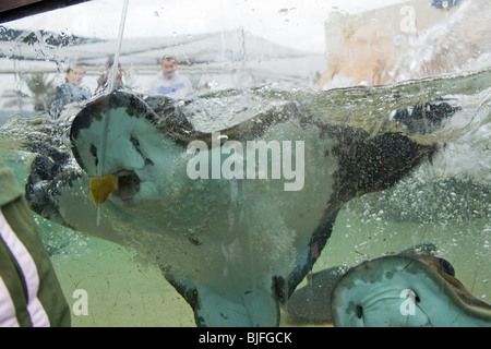 Alimentazione Bat raggi, l'Aquarium del Pacifico, Long Beach, nella contea di Los Angeles, California, Stati Uniti d'America Foto Stock