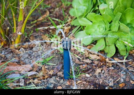 Il flusso basso testina sprinkler con resistenti alla siccità e impianto (Aeonium arboreum). Foto Stock