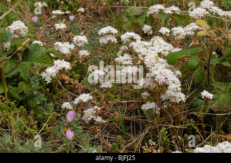 White Stonecrop, sedum album Foto Stock