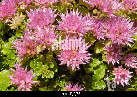 Caucasian-stonecrop, sedum spurium Foto Stock