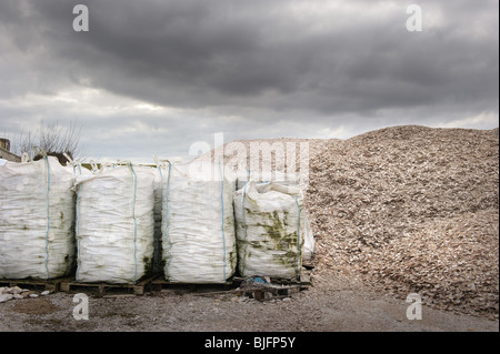 Rifiuti conchiglie prima di essere gettati in mare, Kirkcudbright, SW Scozia Scotland Foto Stock