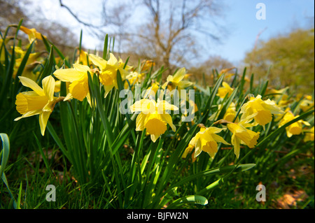 Wild Daffodil fiori, ( Narcissus pseudonarcissus ) o la Quaresima Lilly piante in fiore Farndale, North Yorks Mori, North Yorkshire, Inghilterra Foto Stock