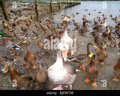 Le anatre domestiche in cerca di cibo sul lago foreshore Foto Stock