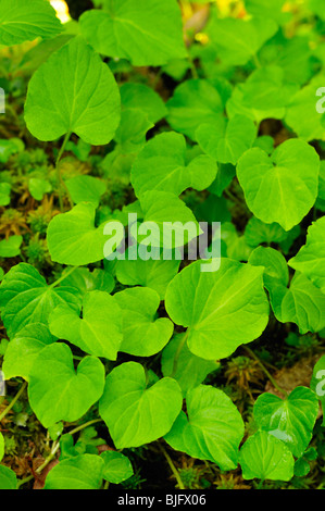 Foglie di violetta sotto la tettoia ombreggiata di una foresta pluviale costiera a Clayoquot Sound Foto Stock