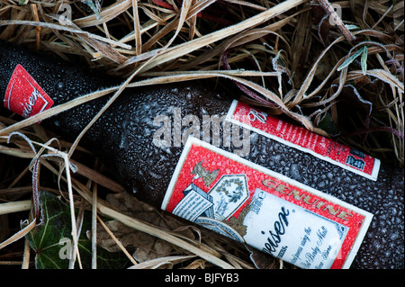 Coperto di brina birra Budweiser bottiglia in erba congelati disseminate su una strada Foto Stock