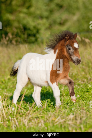 Pony Shetland. Puledro in un galoppo su un prato Foto Stock