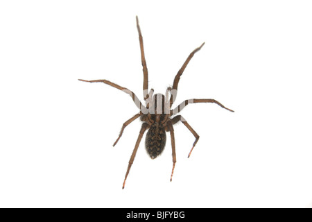Tegenaria Gigantea o una casa comune ragno, trovata nel Regno Unito. Foto Stock