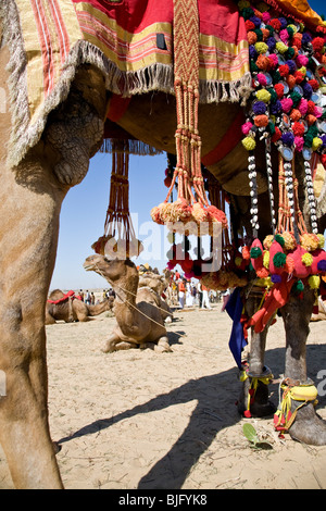 I cammelli con costumi tradizionali. Bikaner Camel festival. Il Rajasthan. India Foto Stock