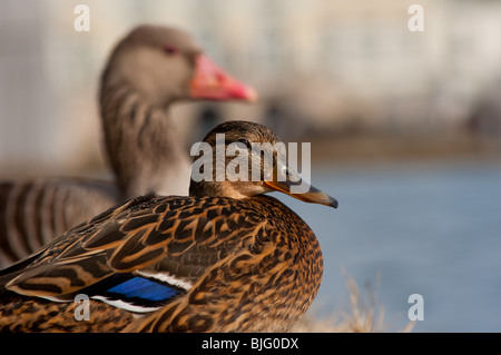 Divertente coppia presso il palazzo di Nymphenburg Monaco di Baviera Foto Stock