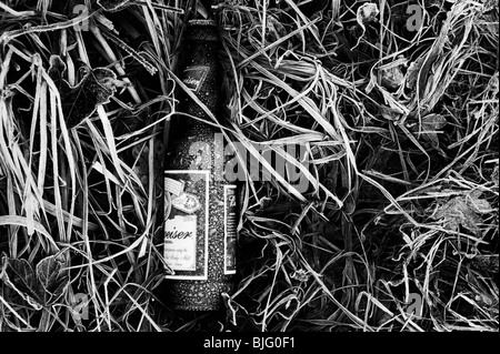 Coperto di brina birra Budweiser bottiglia in erba congelati disseminate su una strada. Monocromatico Foto Stock