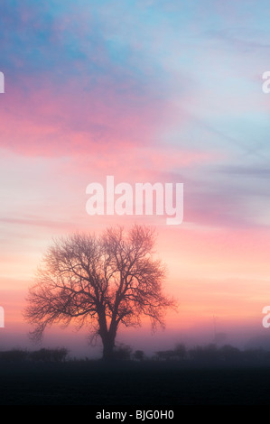 Oak tree silhouette all'alba in un vago foschia mattutina nella campagna inglese Foto Stock