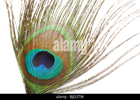 Close-up di un singolo vivacemente colorato peacock feather intaglio Foto Stock