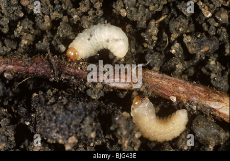 Il segnale di PEA & bean curculione (sitona lineatus) larve avanzamento sul campo Radice di fagiolo Foto Stock