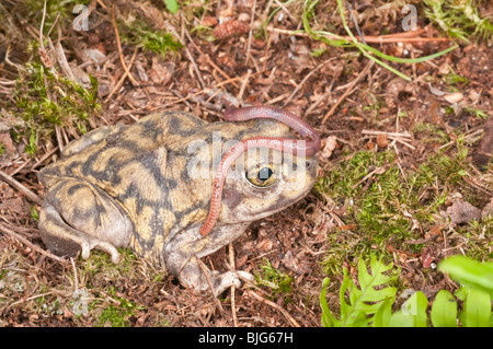 Il lettino spadefoot toad, Scaphiopus couchii, è nativo per il sudovest degli Stati Uniti e del Messico settentrionale e la penisola della Baja California Foto Stock