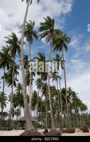 Palme ondeggianti nella brezza su una spiaggia in Havelock Island Isole Andamane, India Foto Stock