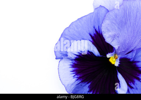 Abstract close up di un Pansy F1 blu Frost contro uno sfondo bianco Foto Stock