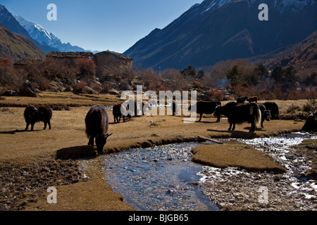 Yak pascolano lungo un ruscello, nel villaggio di SAMAGAUN sul intorno il MANASLU TREK - REGIONE NUPRI, NEPAL Foto Stock