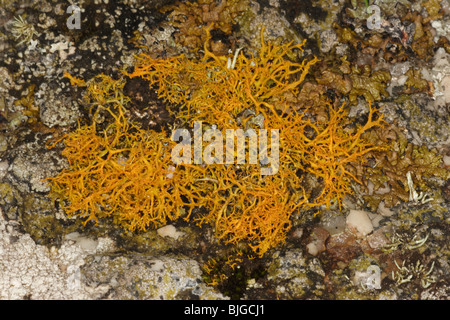 Capelli dorati lichen,Teloschistes flavicans,Sennon cove,cornwall,Agosto 2009. Foto Stock