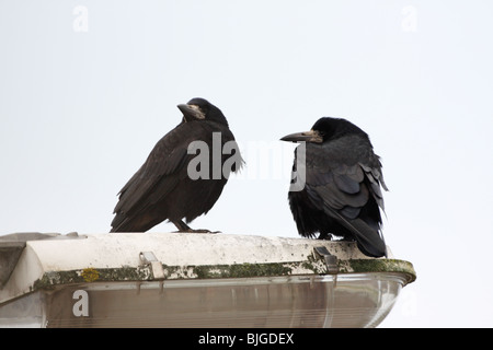 Due corvi, Corvus frugilegus, appollaiato su un lampione Foto Stock