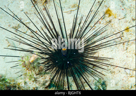 Lungo mare spined urchin Diadema savignyi nero con luce blu lungo linee longspined spin lungo spined wildlife sotto acqua guarnizionese Foto Stock