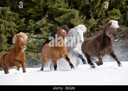Cavallo islandese. Quattro cavalli adulti cavalli al galoppo in snow Foto Stock