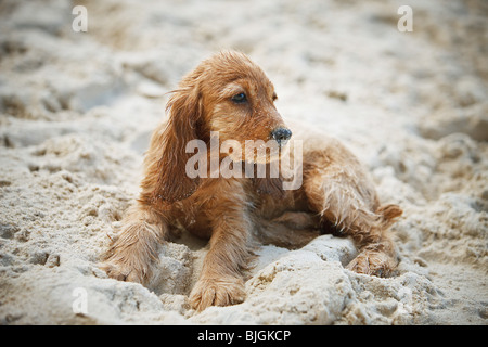 Cocker Spaniel cucciolo di cane che giace la sabbia Foto Stock