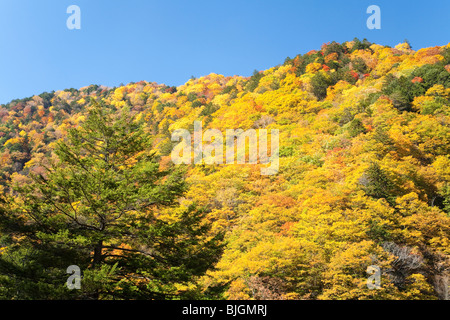Foresta Montagne coperte durante l'autunno Foto Stock