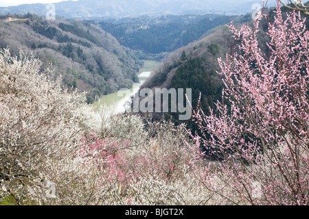 La foresta e la fioritura dei ciliegi crescente sulle colline che circondano un fiume Foto Stock