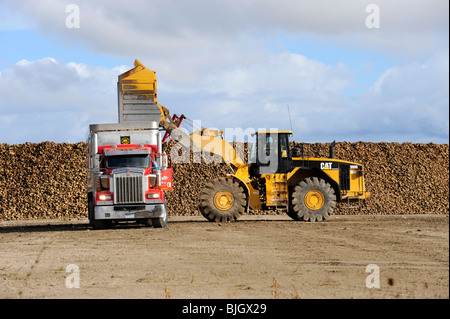 Area di raccolta per i prodotti agricoli raccolti di barbabietole prima della lavorazione a Bad Axe Michigan dalla Pioneer Sugar Company Foto Stock