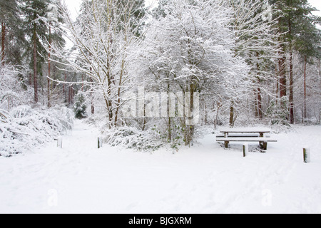 Snowy scene in Holt Country Park in Norfolk, Regno Unito Foto Stock