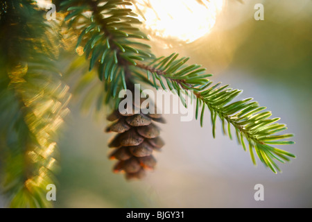 Pino branch Foto Stock