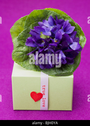 Posy di mammola e di dono - Foto Stock