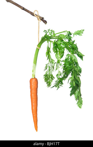 Una carota fresca pende off di un bastone. Foto Stock