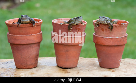 Giardino in comune le rane Rana temporaria, apparendo fuori della terracotta vasi di fiori. Regno Unito Foto Stock