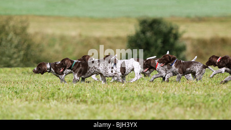 Il tedesco Shorthaired puntatore. I cuccioli in esecuzione su un prato Foto Stock