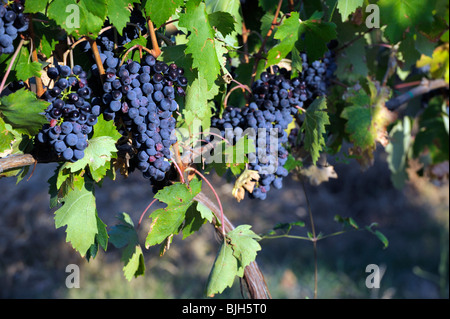 Montepulciano, Toscana, Italia. Le uve di Sangiovese in vigneto locale per il famoso Vino Nobile di Montepulciano e vino Chianti Foto Stock