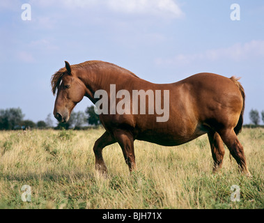 Suffolk Punch. Castagna cavallo adulto a piedi in un prato Foto Stock