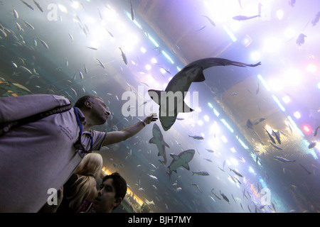 Un uomo guardando uno squalo a Dubai Aquarium, Emirati Arabi Uniti Foto Stock