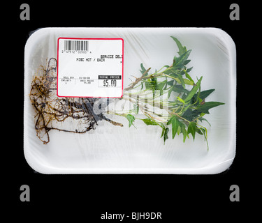 Piante sradicate nel supermercato il confezionamento Foto Stock