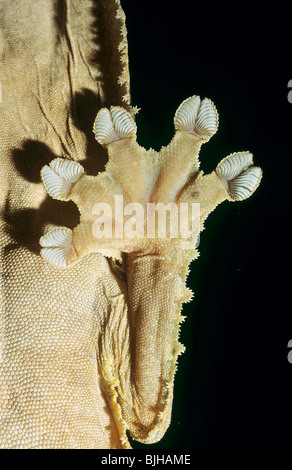 Vino di Tokay Gecko - piedi da sotto / Gekko gecko Foto Stock